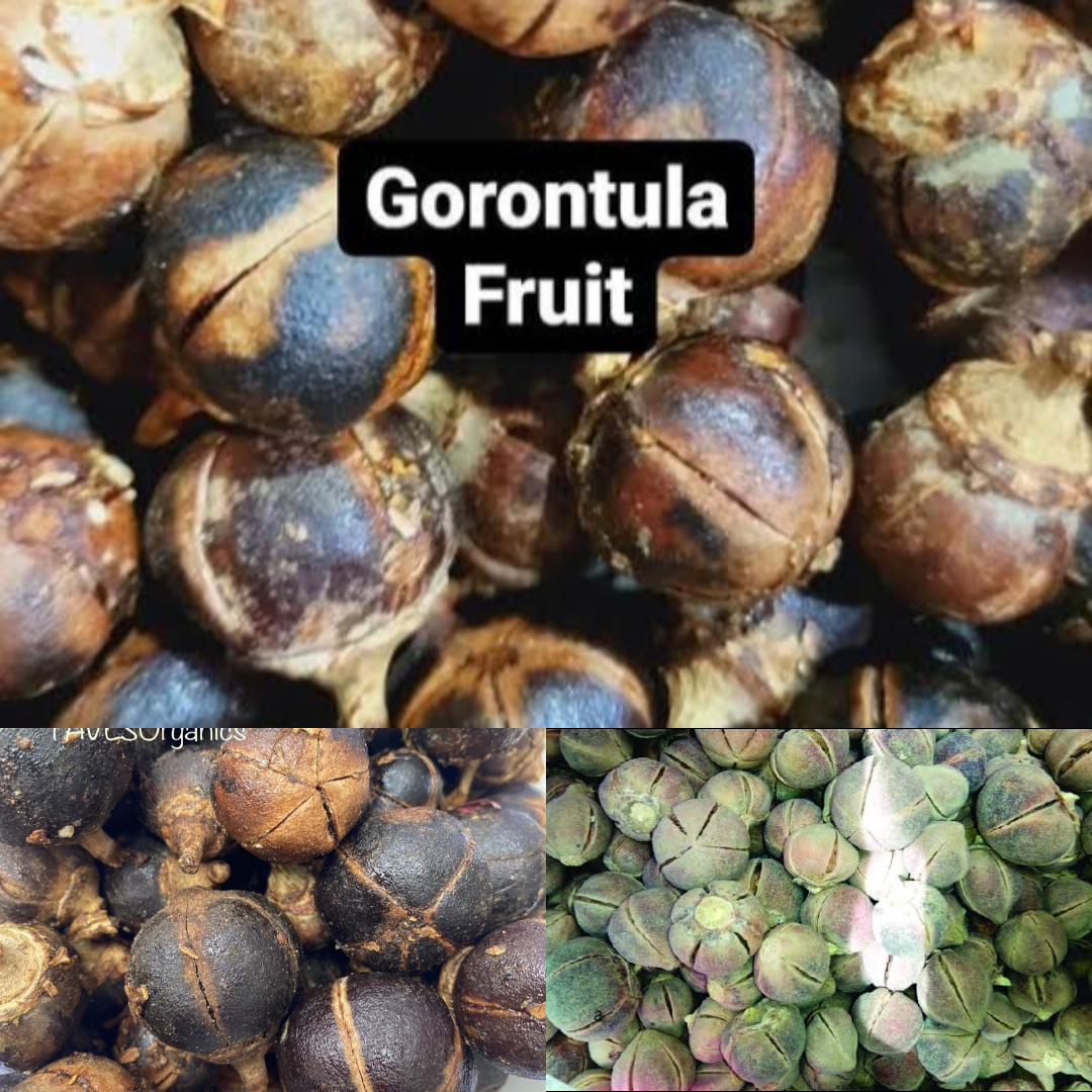 Health Benefits of Gorontula (African Chewing Gum) and How to Use It