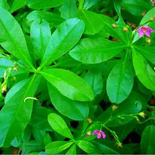 🌿 Health Benefits of Waterleaf (Talinum Triangulare)