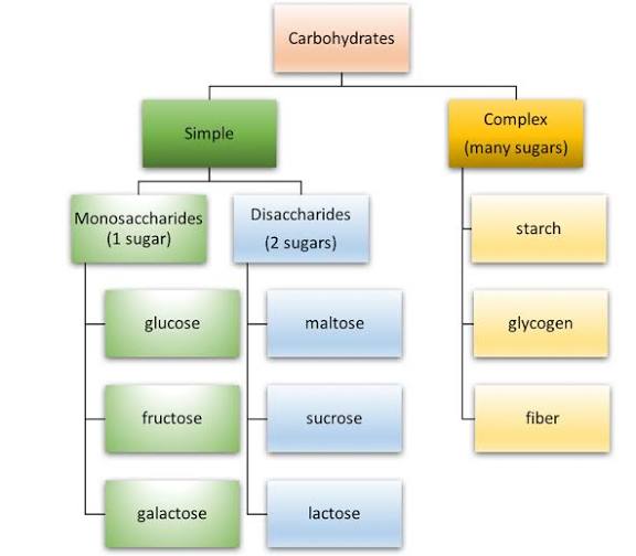 What Are Carbohydrates? | Types, Functions & Health Benefits